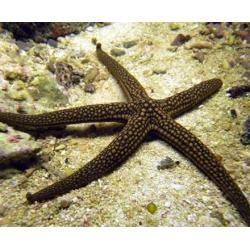 Морская звезда Нардоя (Nardoa sp.)